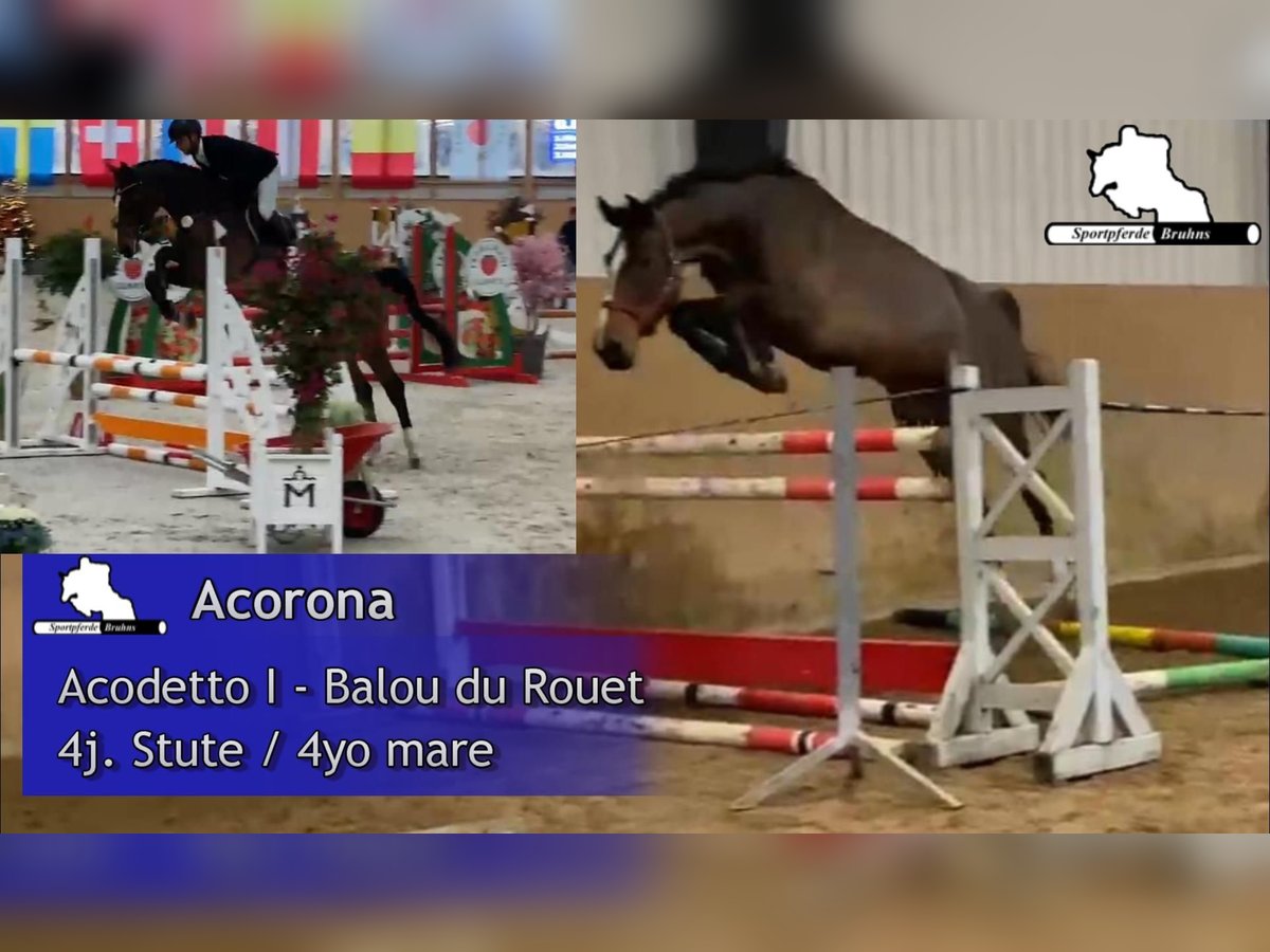 Koń meklemburski Klacz 4 lat 168 cm Gniada in Gadow