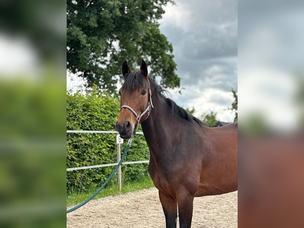Koń meklemburski Klacz 5 lat 163 cm Gniada in Elze