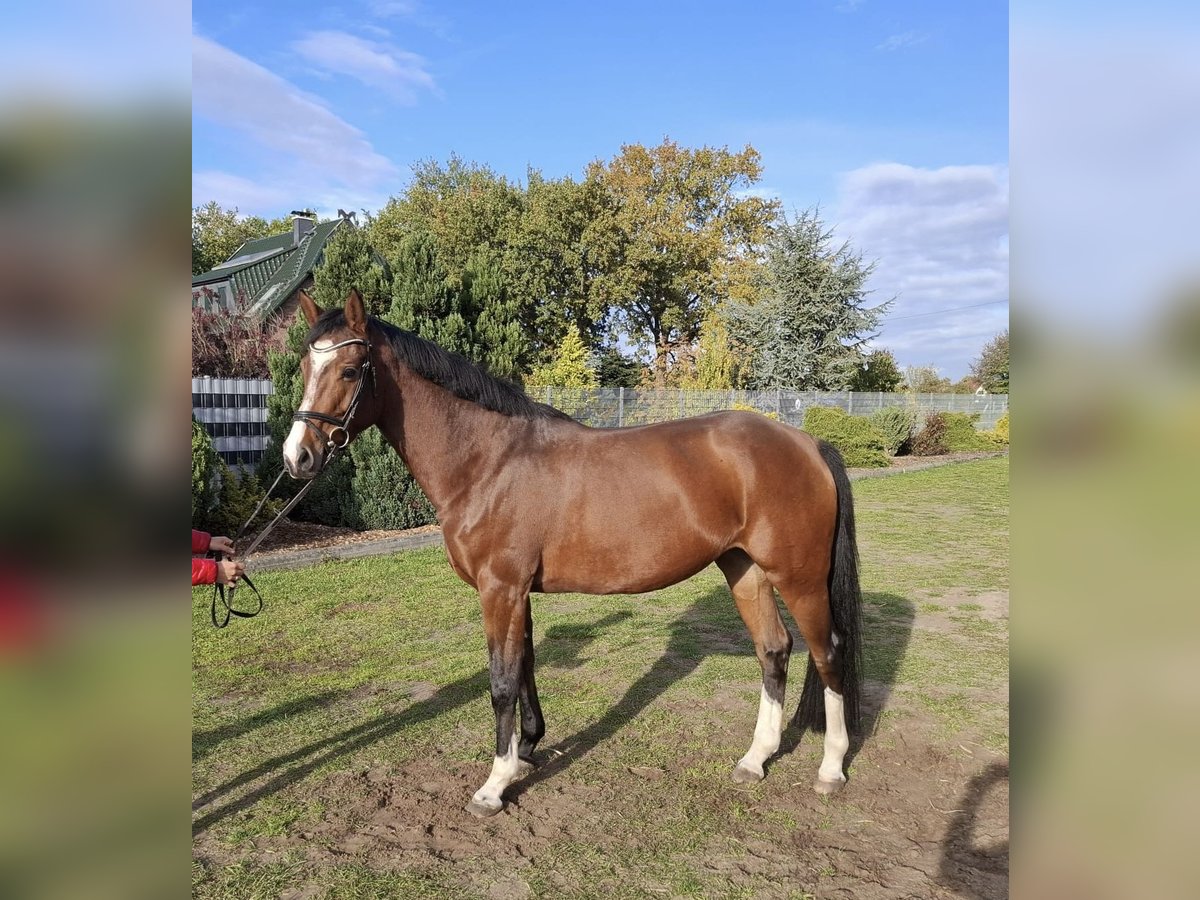 Koń meklemburski Klacz 5 lat 167 cm Gniada in Ludwigslust