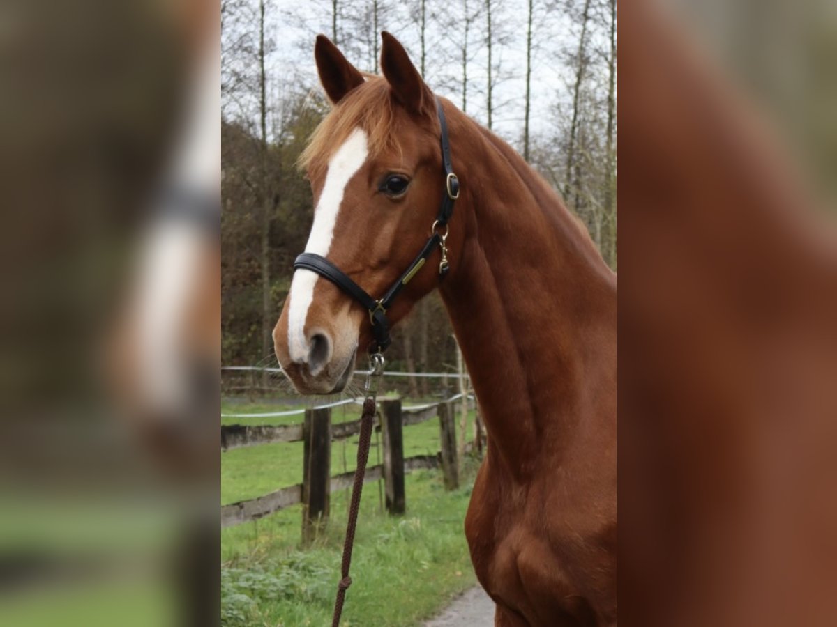 Koń meklemburski Klacz 5 lat 167 cm Kasztanowata in Herford