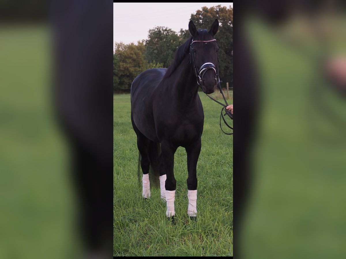 Koń meklemburski Klacz 6 lat 168 cm Kara in Neustadt-Glewe