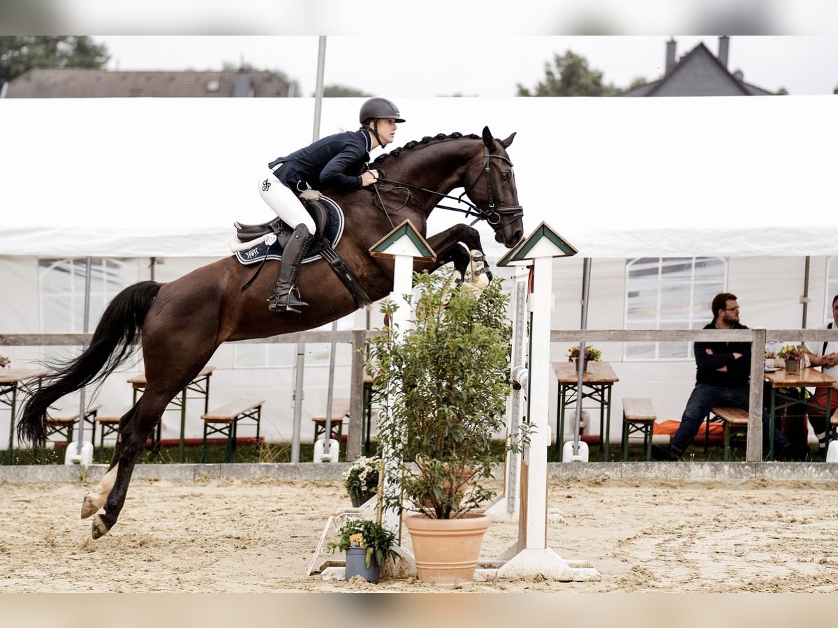 Koń meklemburski Klacz 8 lat 165 cm Kara in Erkrath