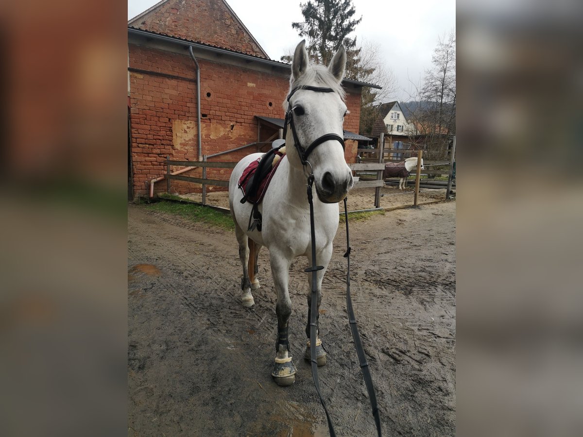 Koń meklemburski Klacz 9 lat 165 cm Siwa in Linsengericht