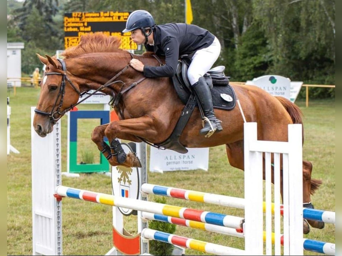 Koń meklemburski Klacz 9 lat 168 cm in Gägelow