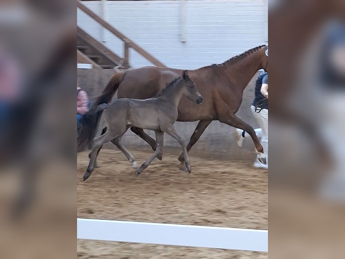 Koń meklemburski Klacz  170 cm Kara in Hageb&#xF6;k