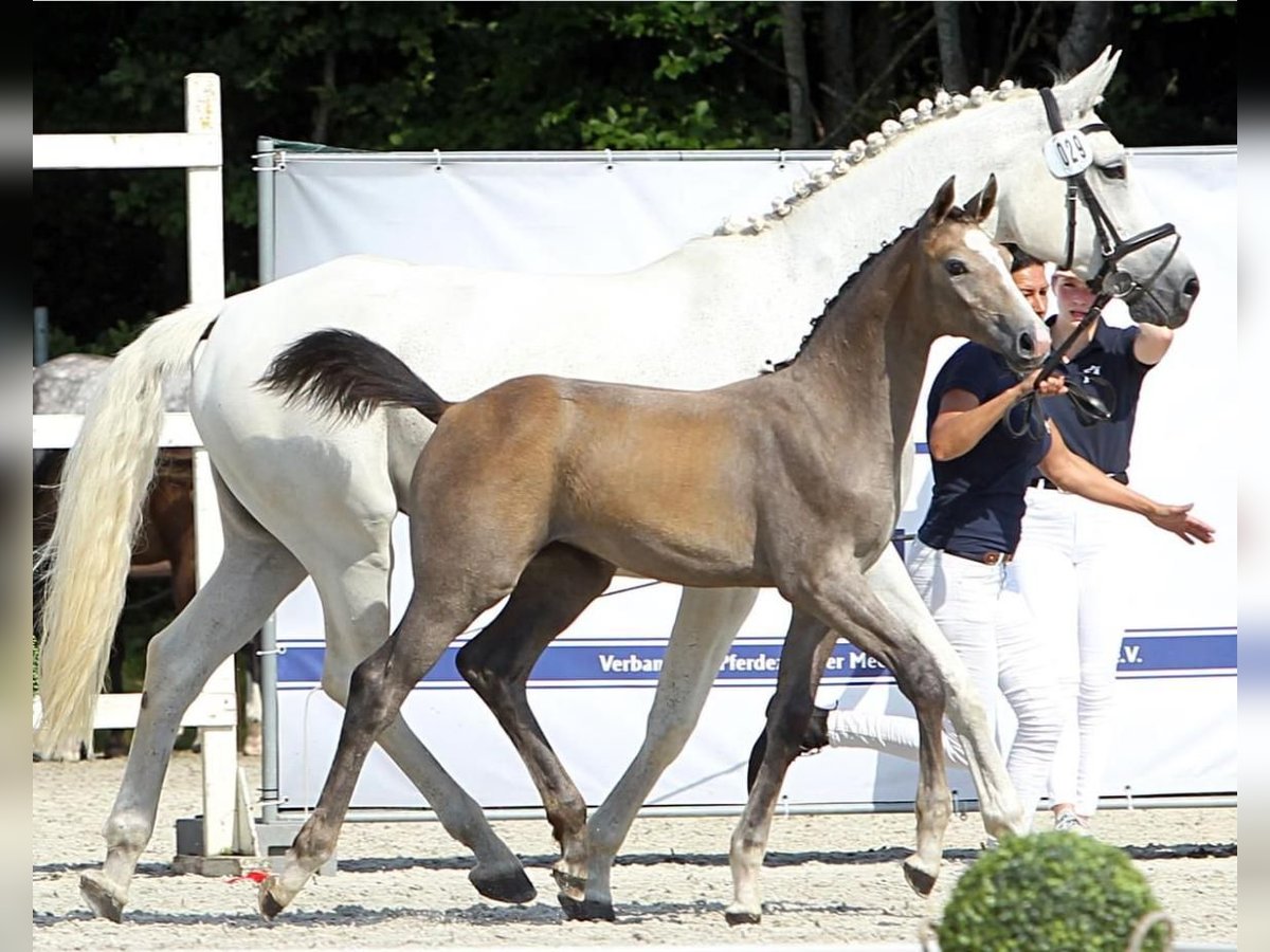 Koń meklemburski Klacz Źrebak (04/2024) 174 cm Siwa jabłkowita in Helmshagen II