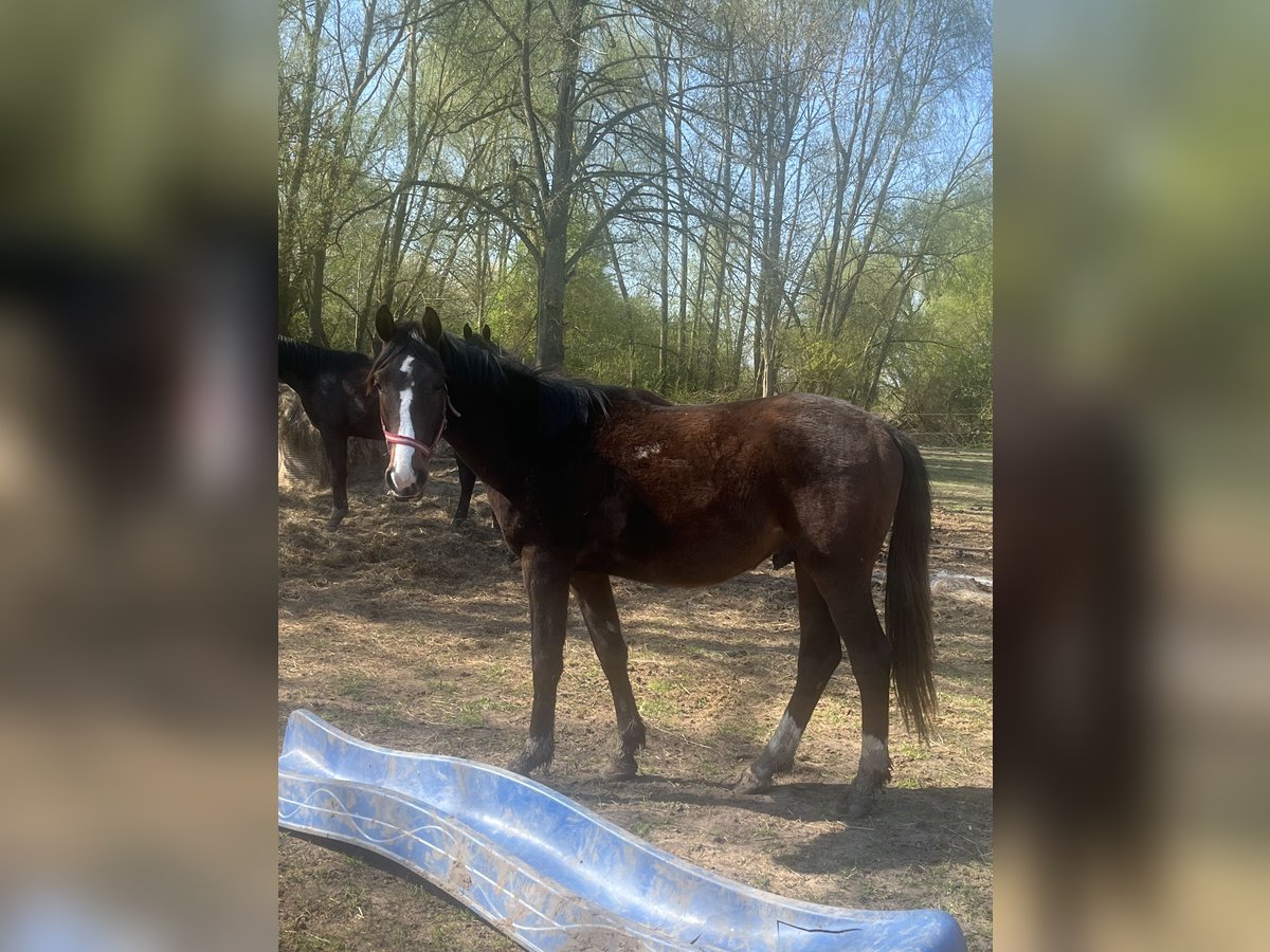 Koń meklemburski Ogier 2 lat 165 cm in Papenhagen