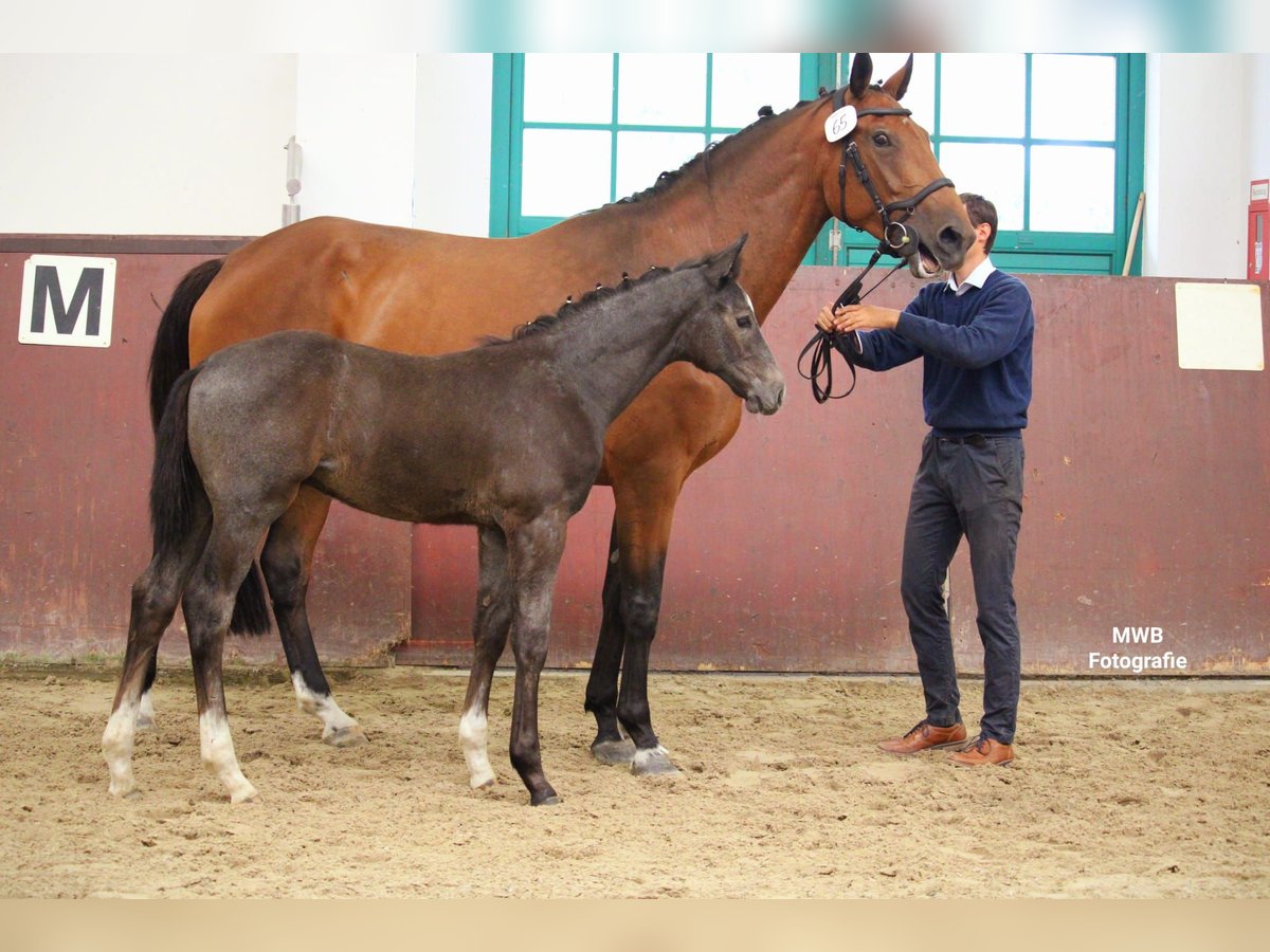 Koń meklemburski Ogier Źrebak (04/2024) 146 cm Siwa in Lübtheen