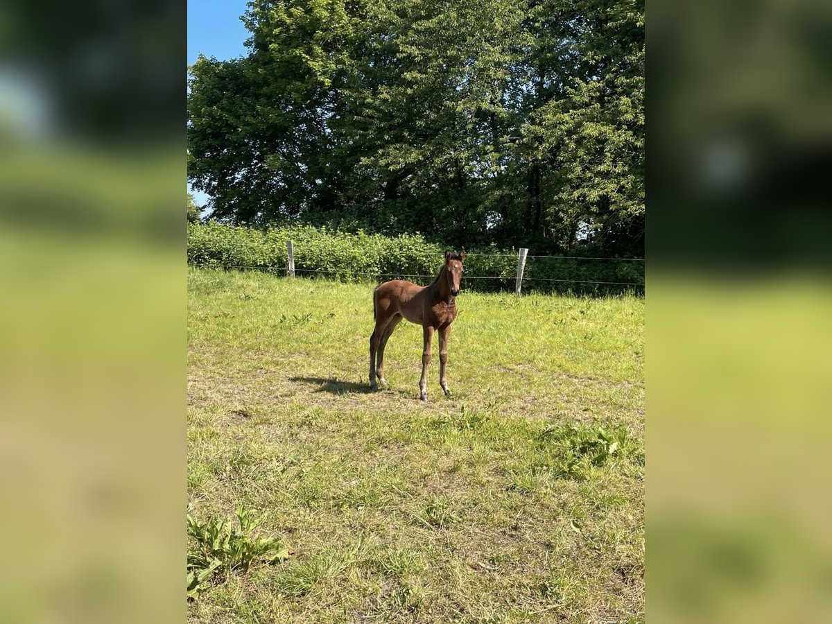 Koń meklemburski Ogier Źrebak (04/2024) Gniada in Warnkenhagen