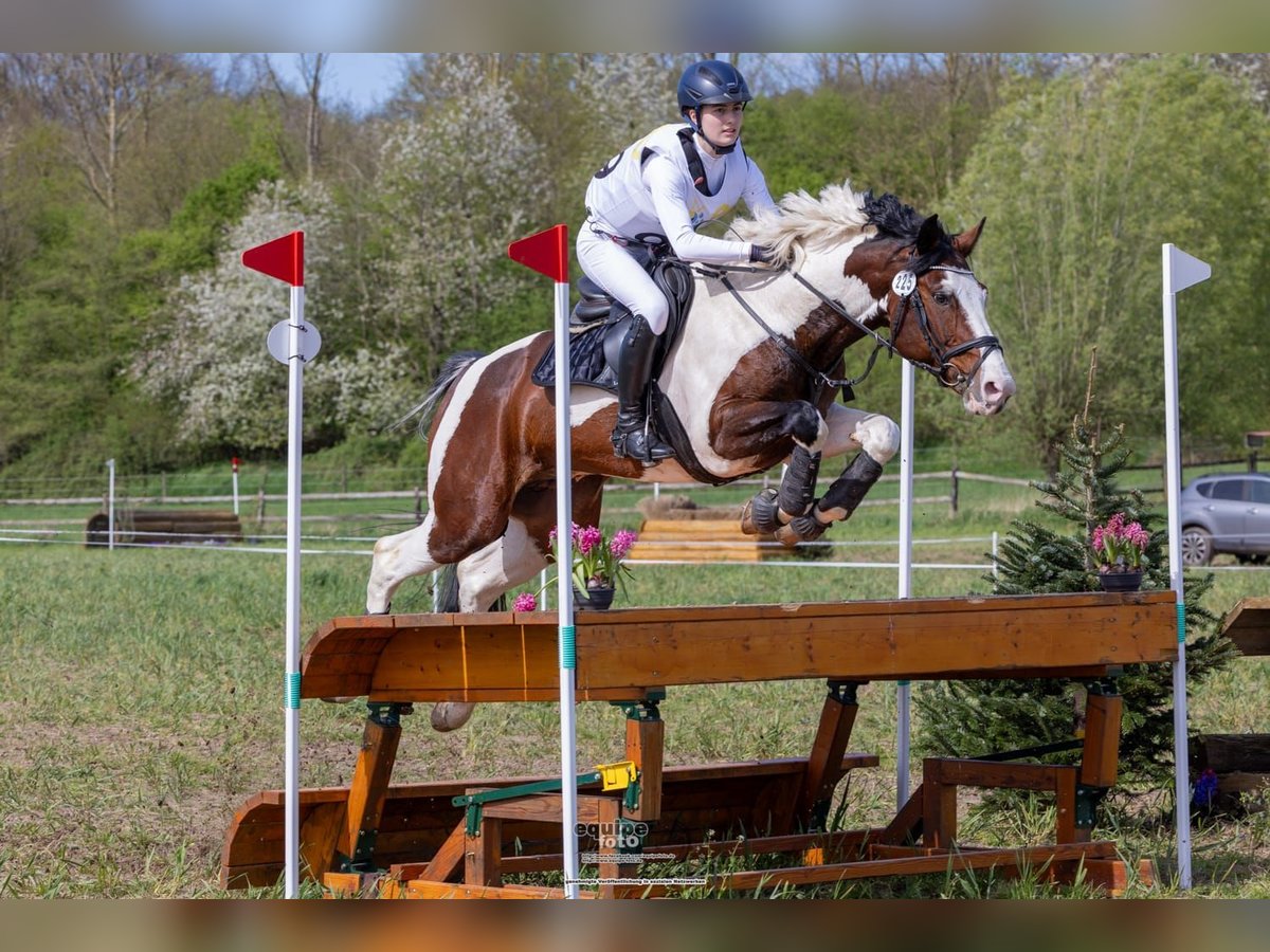 Koń meklemburski Ogier Źrebak (05/2024) Gniada in Luckau