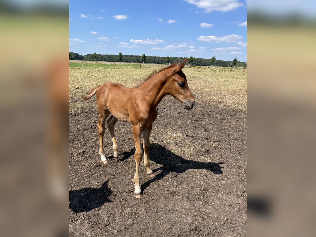 Koń meklemburski Ogier Źrebak (06/2024) Kasztanowata in Belsch