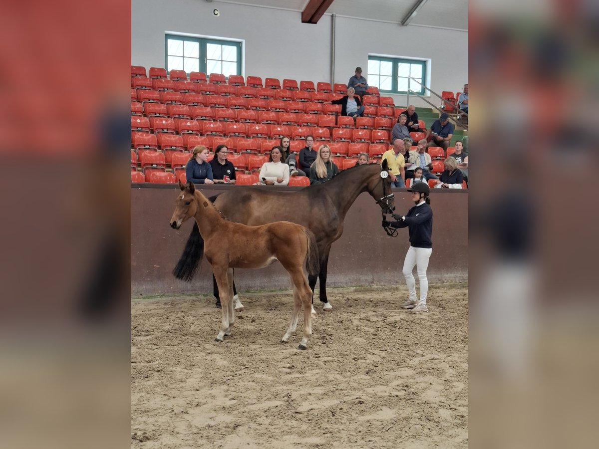 Koń meklemburski Ogier Źrebak (03/2025) Kasztanowata in Rastow