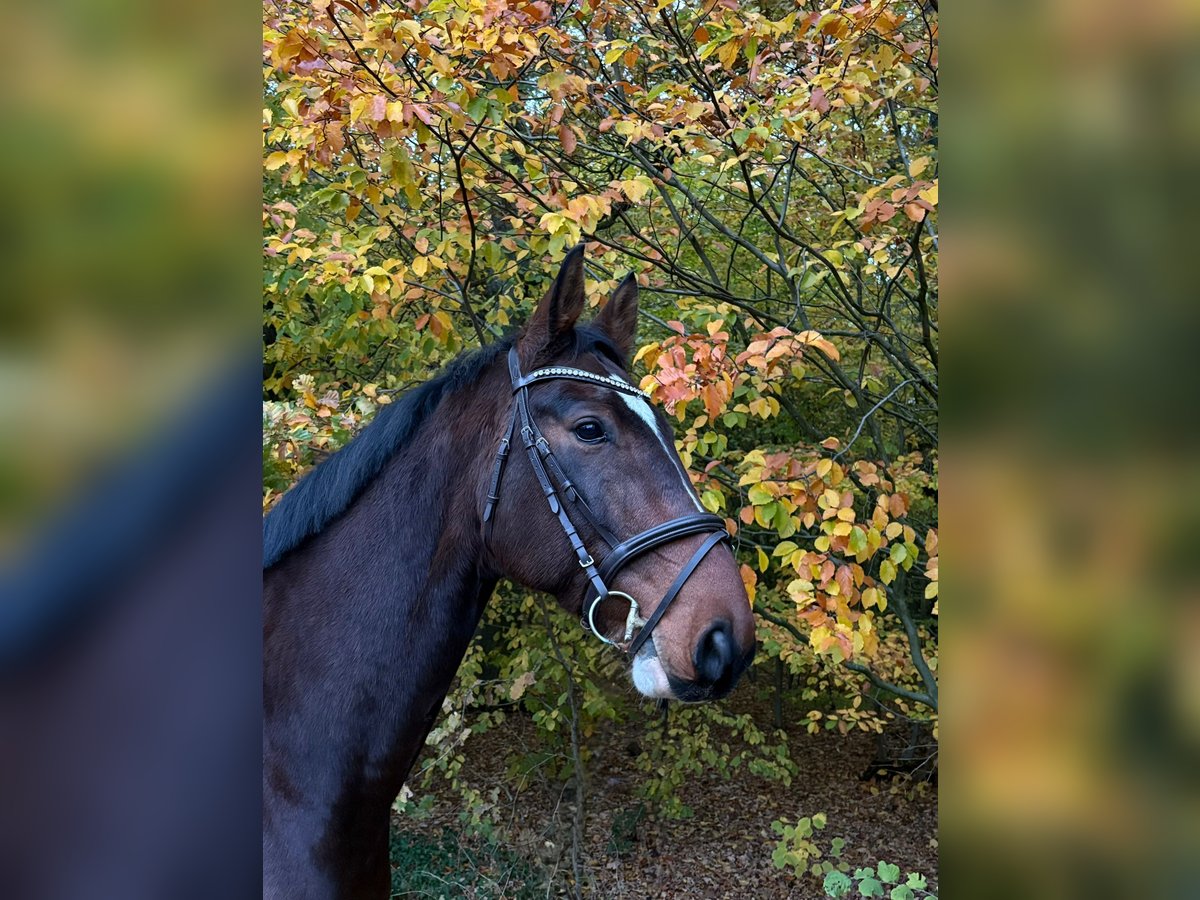 Koń meklemburski Wałach 7 lat 174 cm Ciemnogniada in Hagenow