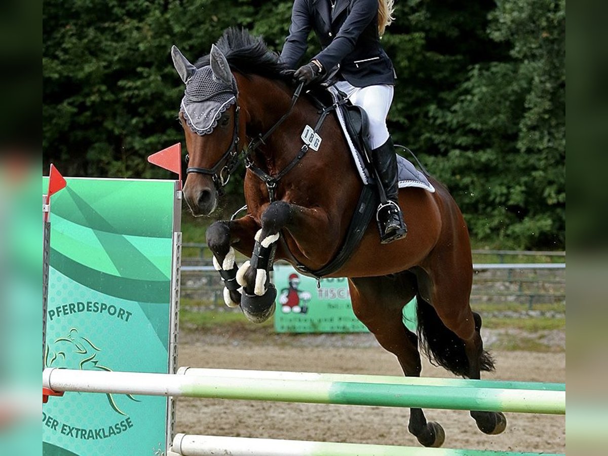 Koń meklemburski Wałach 10 lat 162 cm Gniada in Rackwitz