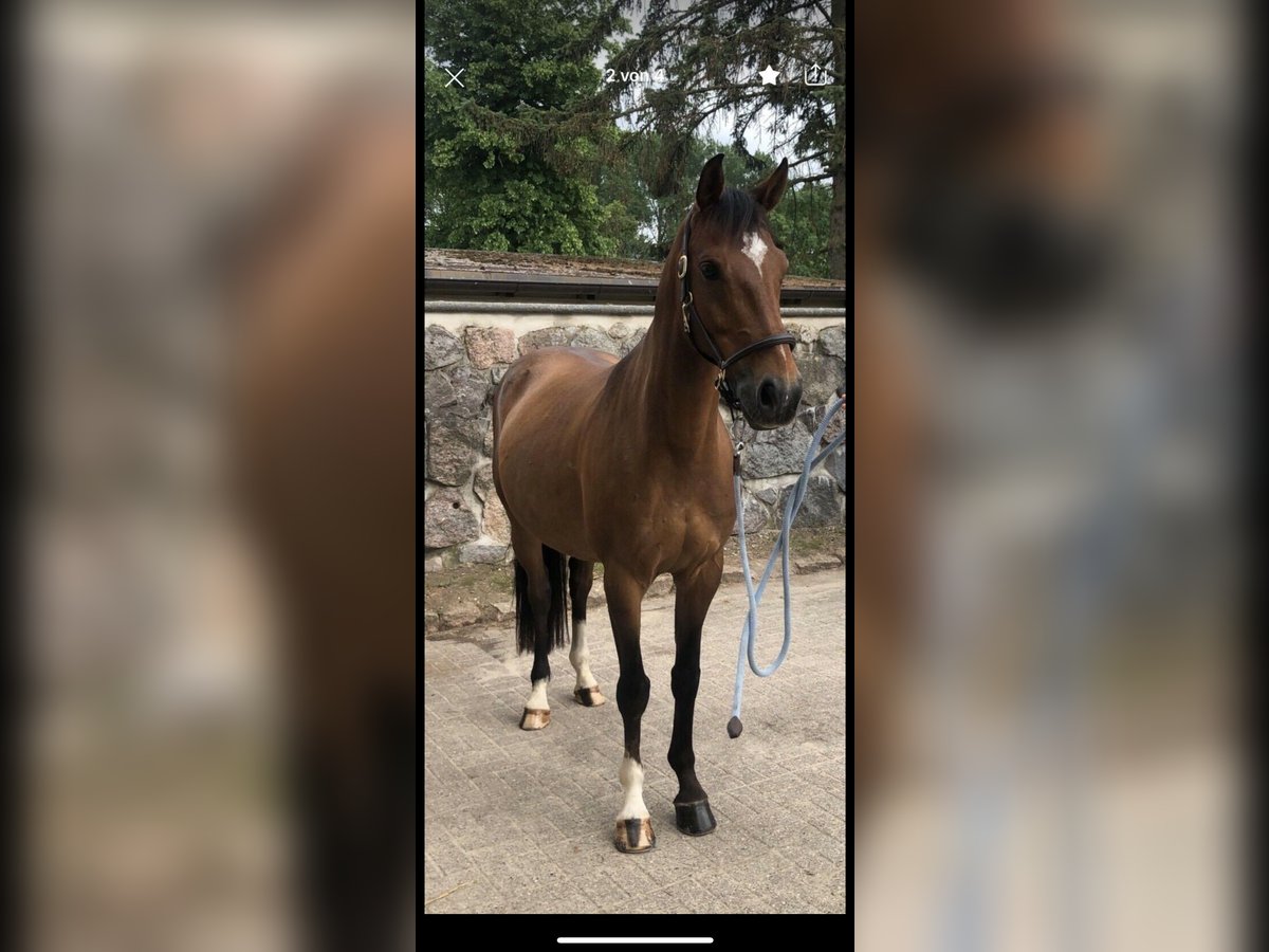 Koń meklemburski Wałach 13 lat 158 cm Ciemnogniada in Bernau