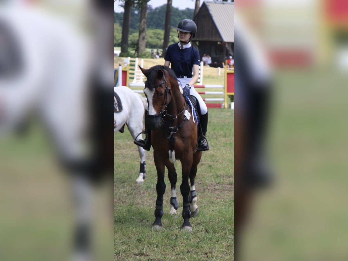 Koń meklemburski Wałach 13 lat 163 cm in Cottbus