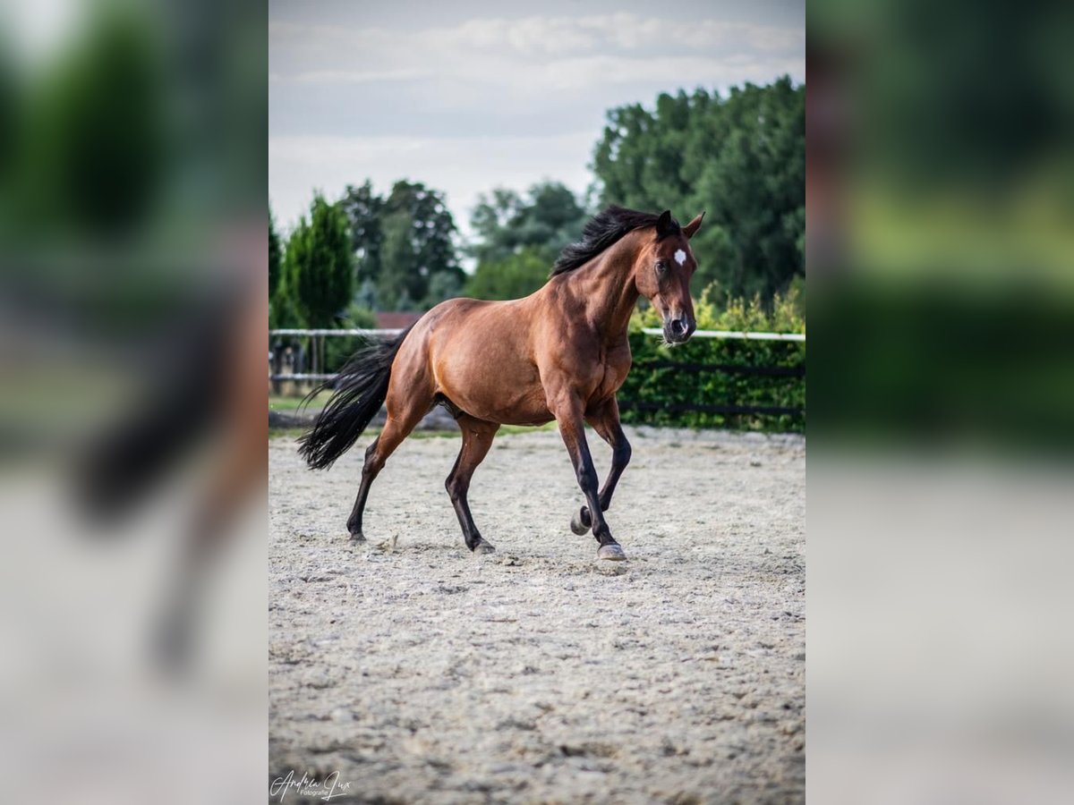 Koń meklemburski Wałach 16 lat 168 cm Gniada in Bielefeld