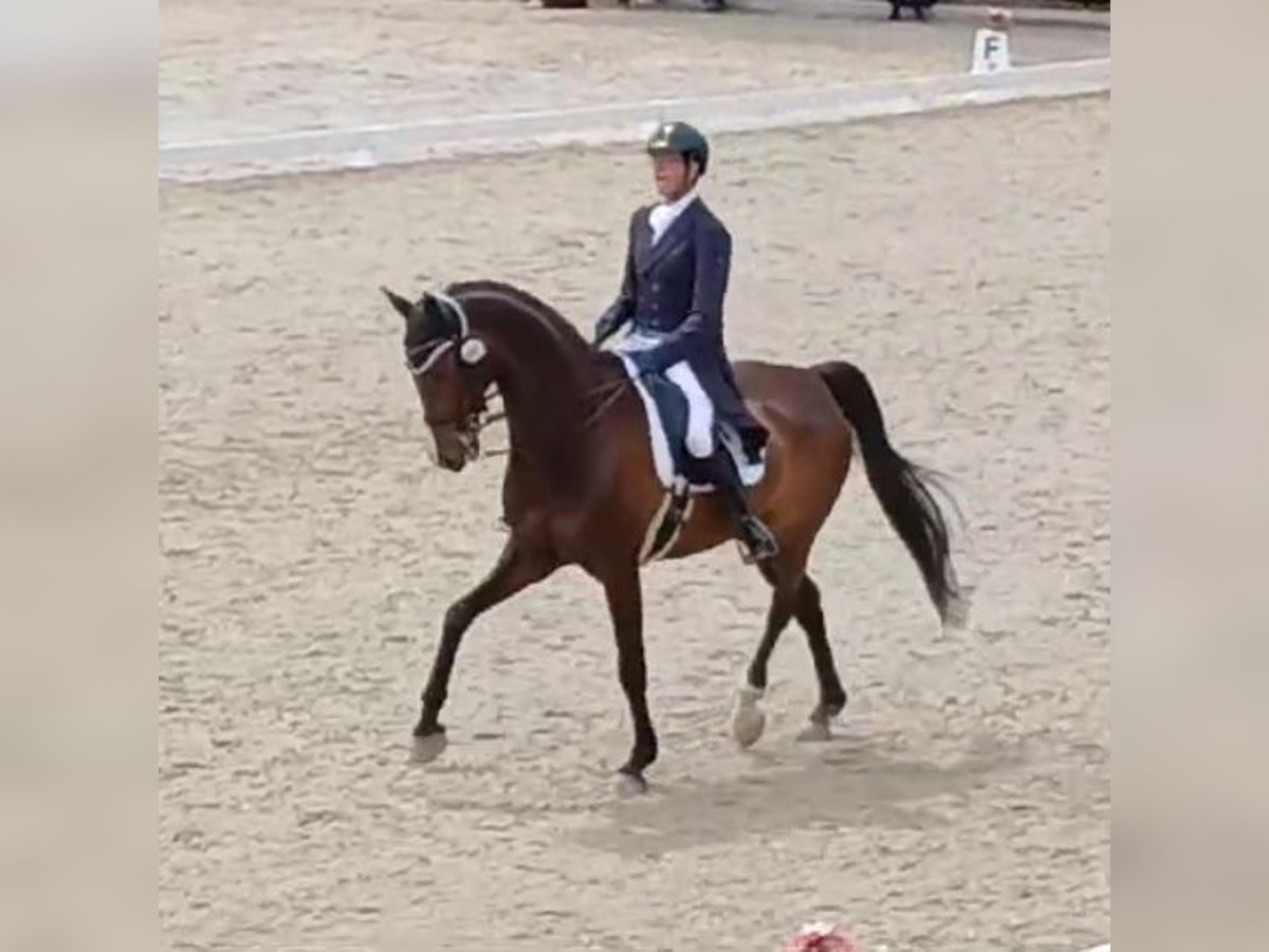 Koń meklemburski Wałach 17 lat 175 cm Ciemnogniada in Bedizzole