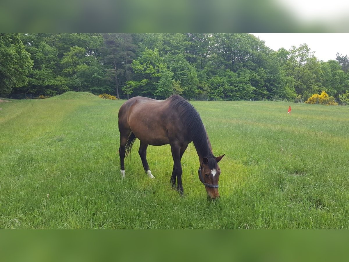 Koń meklemburski Wałach 17 lat 180 cm Gniada in Sehlen