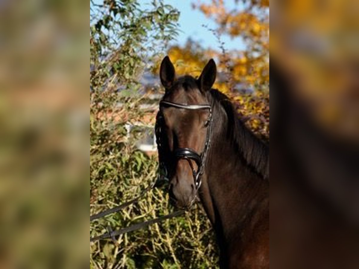 Koń meklemburski Wałach 3 lat 158 cm Gniada in Heidekrug