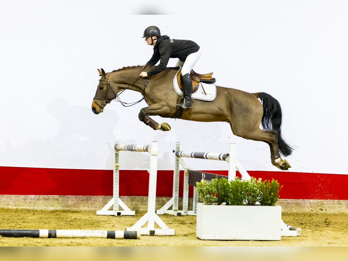 Koń meklemburski Wałach 5 lat 162 cm Gniada in Waddinxveen