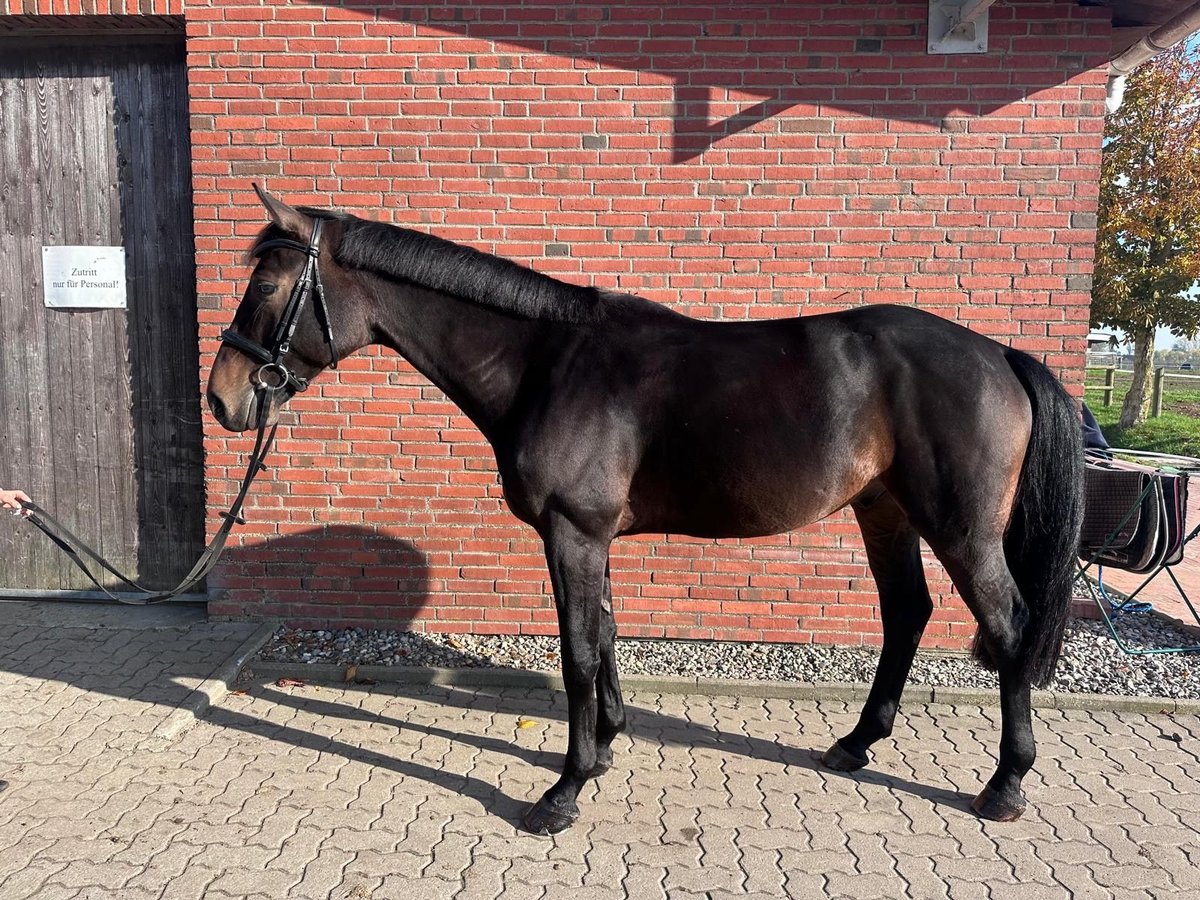 Koń meklemburski Wałach 5 lat 168 cm Ciemnogniada in Insel Poel