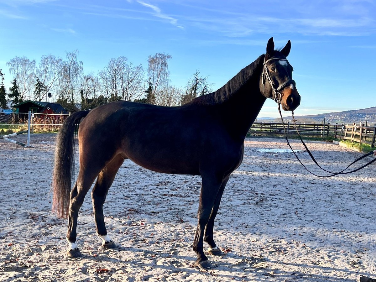 Koń meklemburski Wałach 5 lat 168 cm Ciemnogniada in ElzeElze