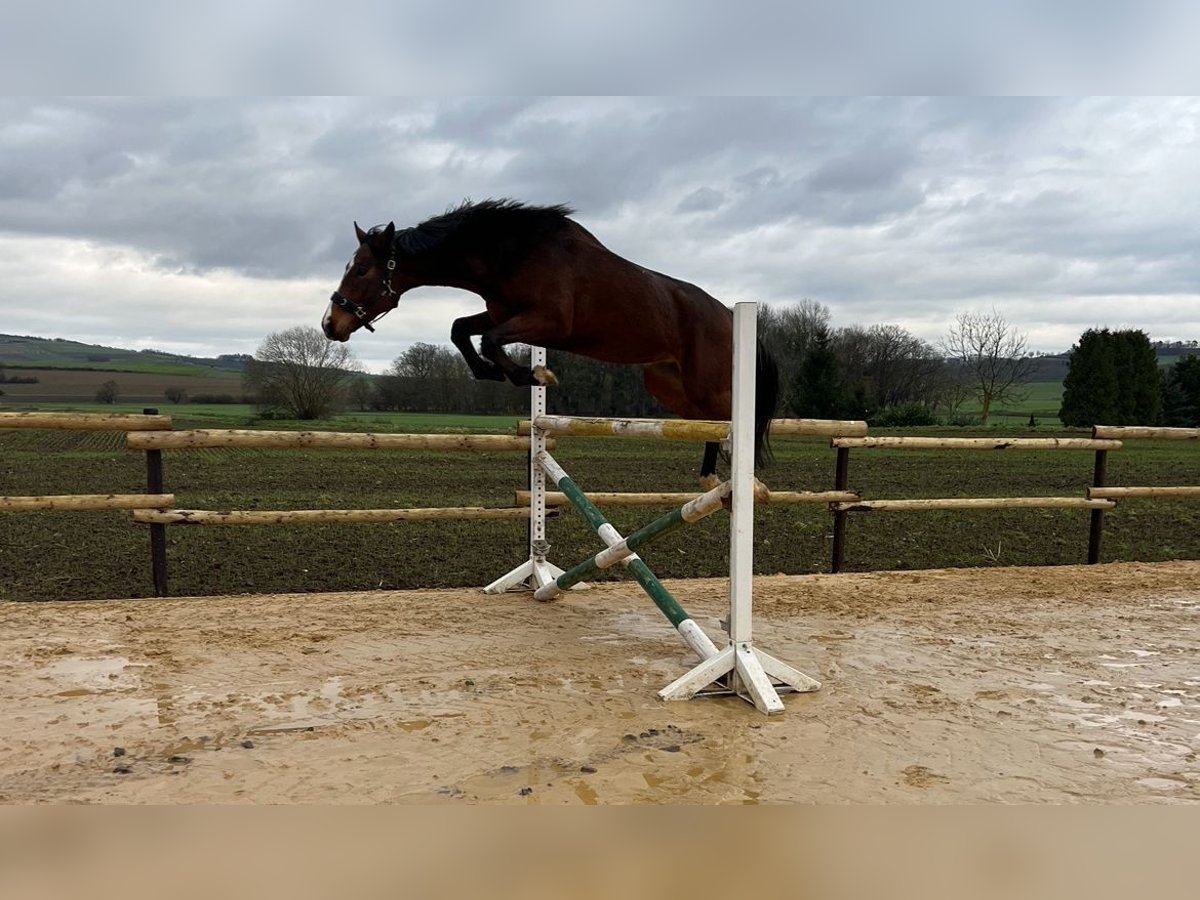 Koń meklemburski Wałach 5 lat 168 cm Gniada in Münstermaifeld