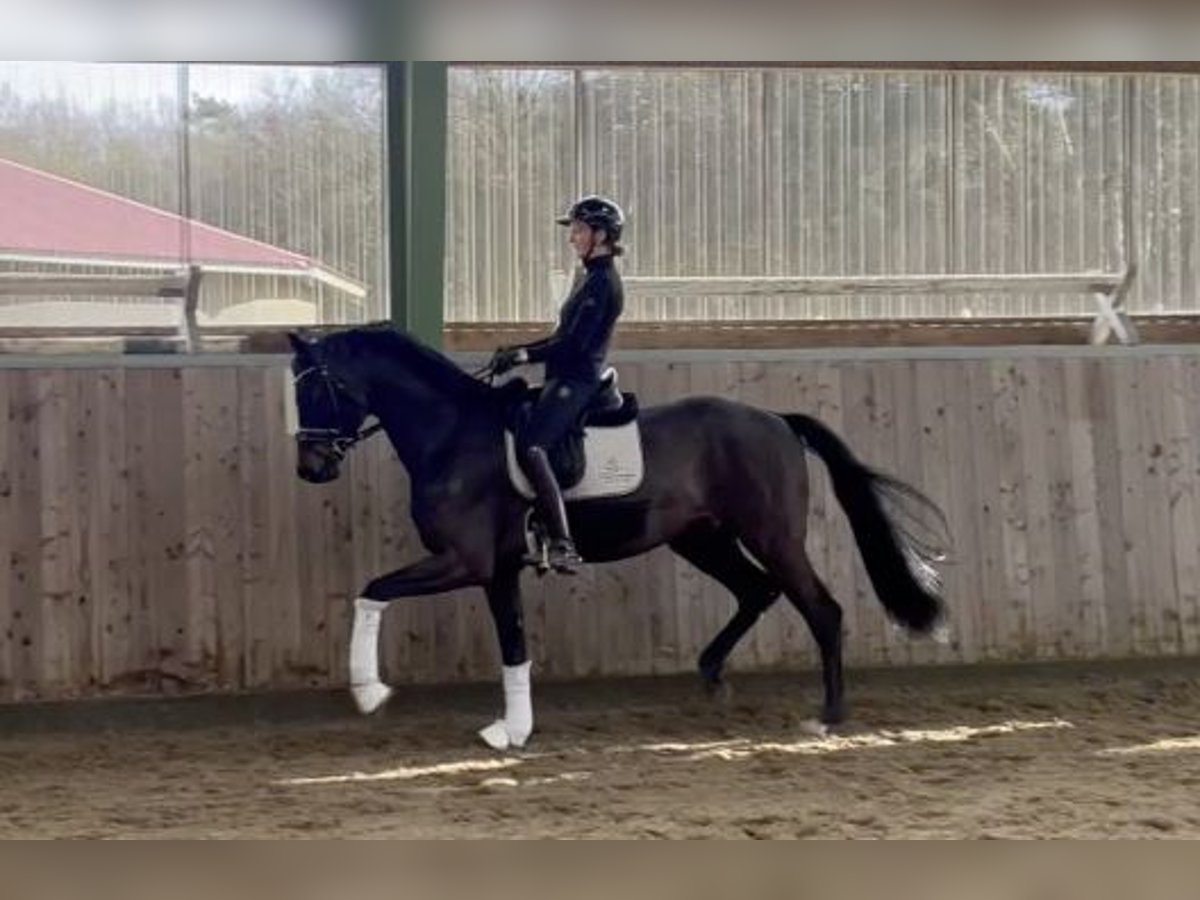 Koń meklemburski Wałach 6 lat 170 cm Ciemnogniada in Stuhr