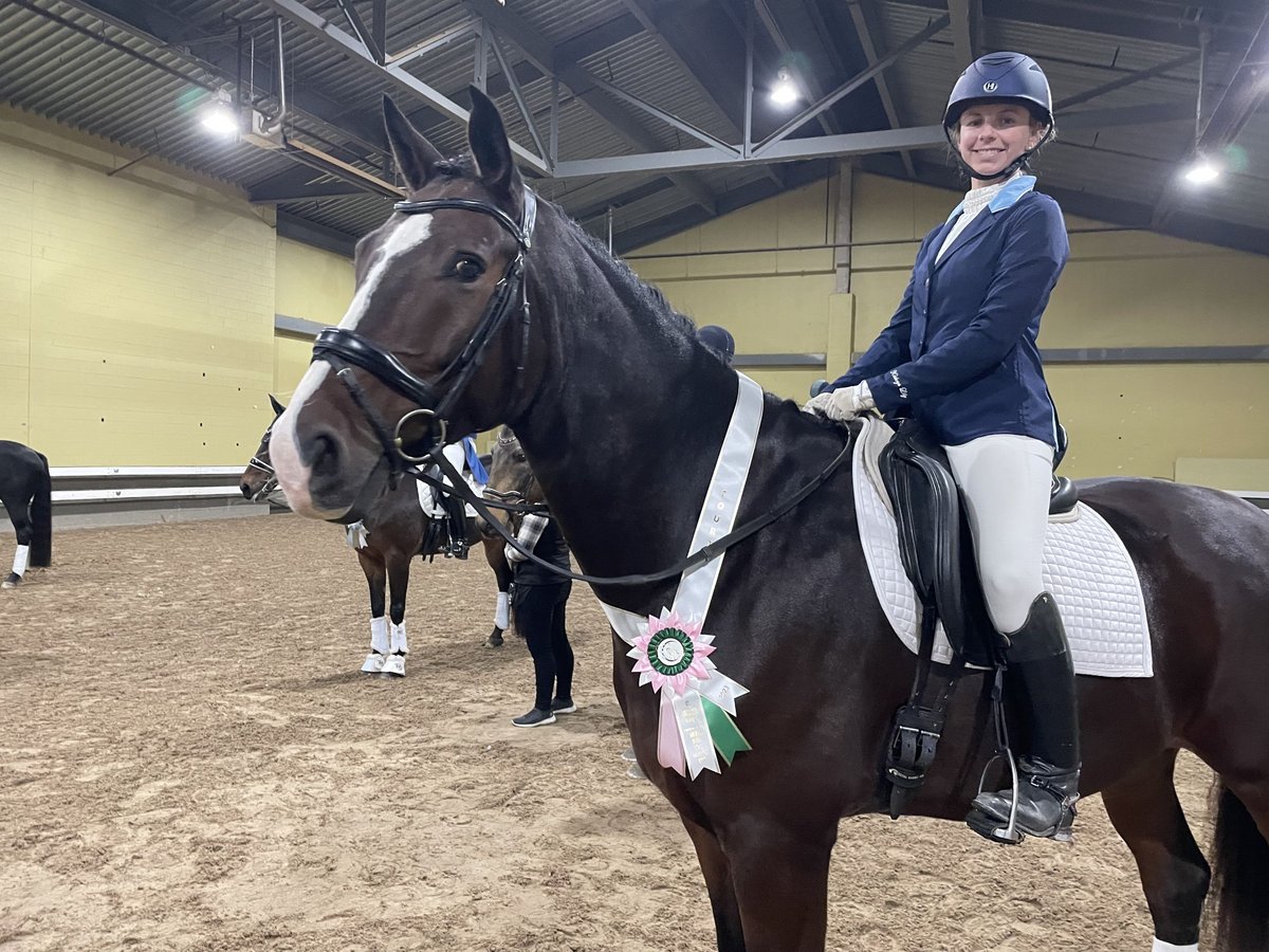 Koń meklemburski Wałach 7 lat 173 cm Ciemnogniada in Baton Rouge