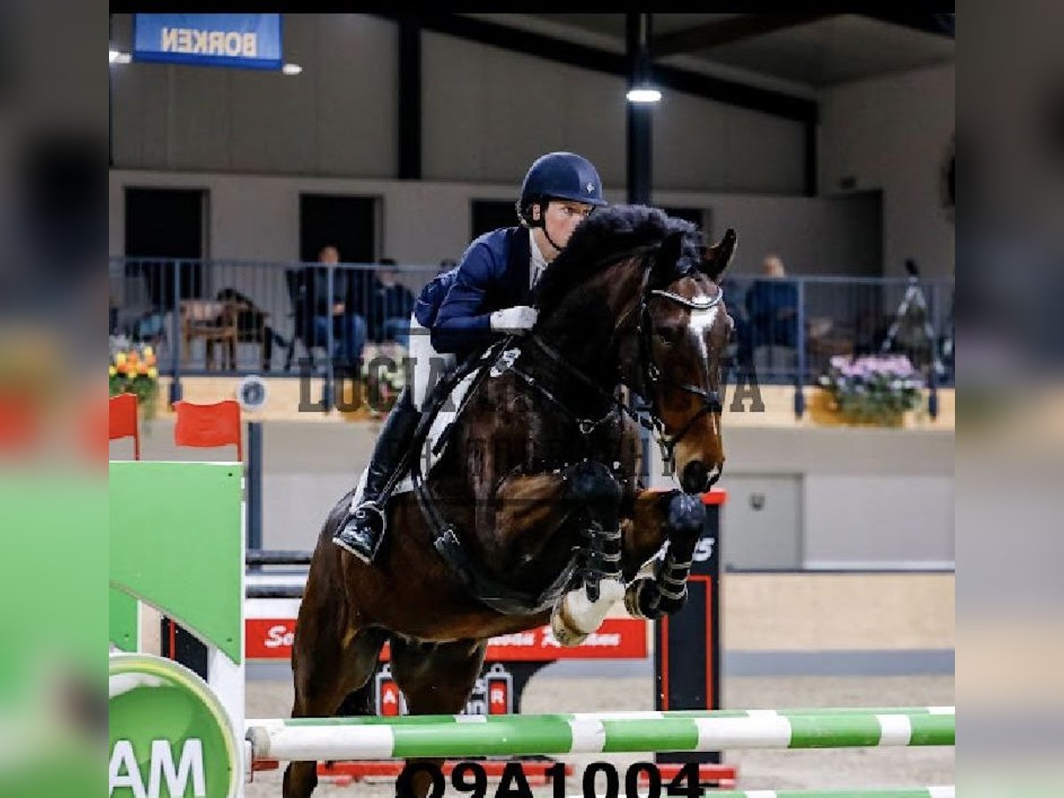 Koń meklemburski Wałach 9 lat 170 cm Ciemnogniada in Neuental