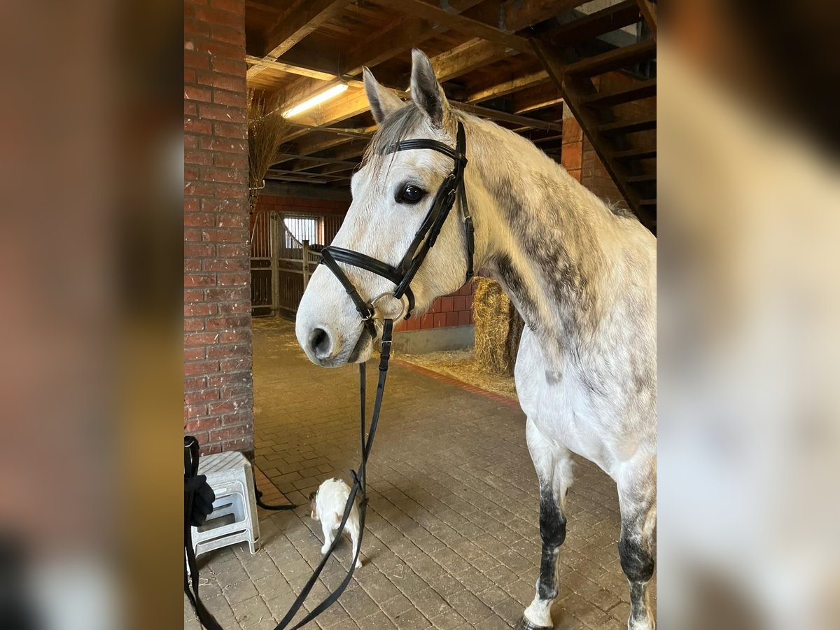 Koń meklemburski Wałach 9 lat 179 cm Siwa in Putbus