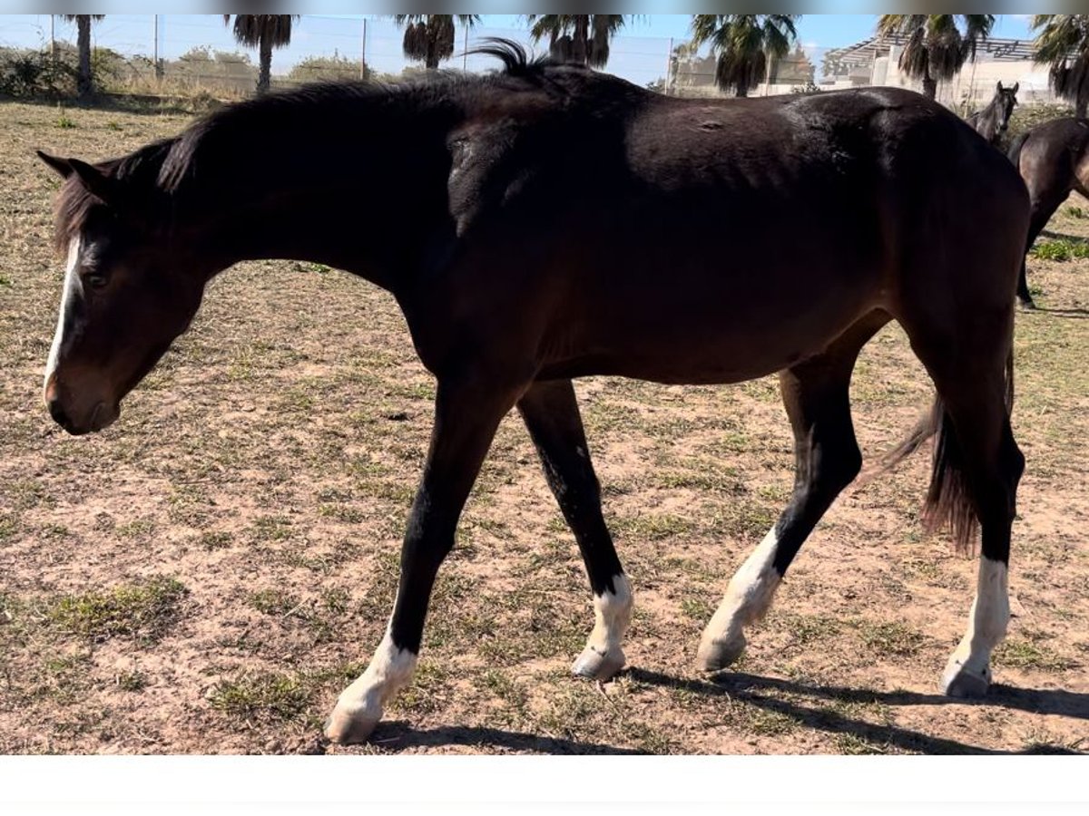 Koń oldenburski dawnego typu Klacz 2 lat in Alquerias De Santa Barbara