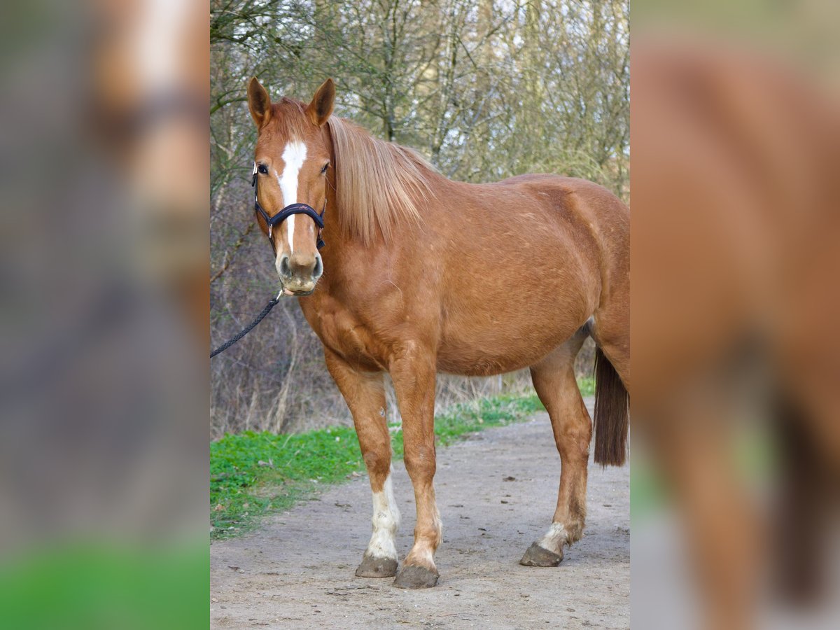 Koń oldenburski dawnego typu Mix Klacz 4 lat 160 cm Kasztanowata in Jesteburg