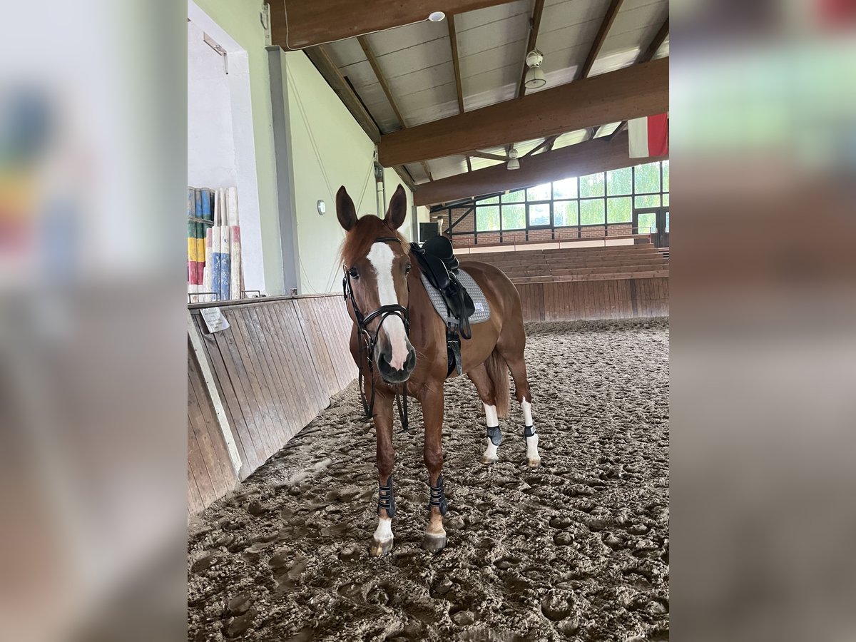 Koń oldenburski dawnego typu Klacz 6 lat 175 cm Kasztanowata in Bonefeld