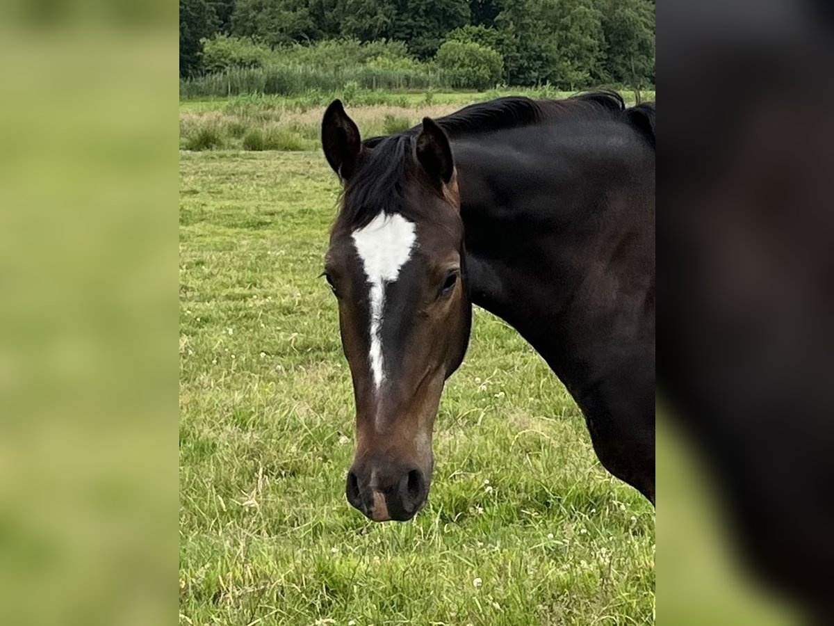 Koń oldenburski dawnego typu Wałach 2 lat 165 cm Ciemnogniada in D&#xF6;tlingen