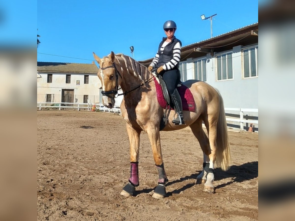 Koń oldenburski dawnego typu Mix Wałach 5 lat 178 cm Izabelowata in Valencia