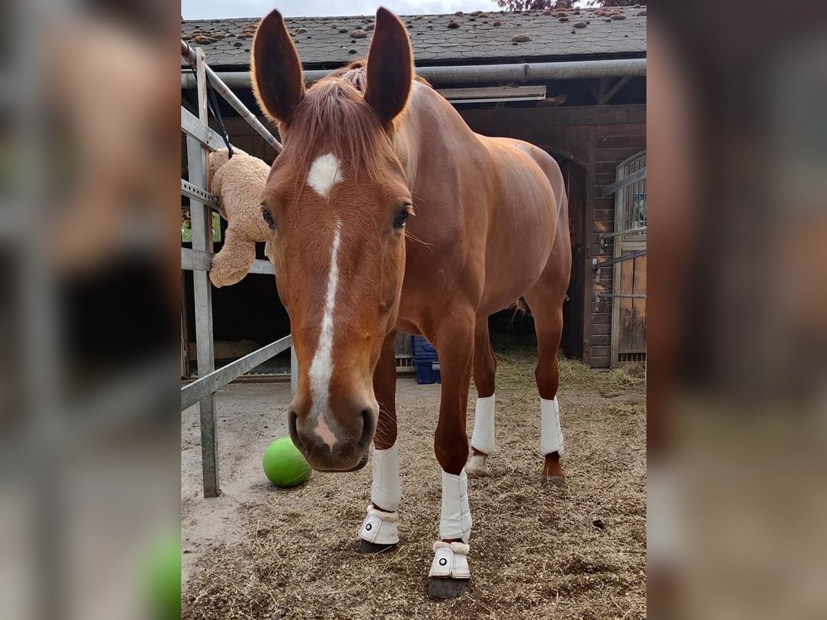 Koń oldenburski Klacz 10 lat 164 cm Kasztanowata in Himmelkron