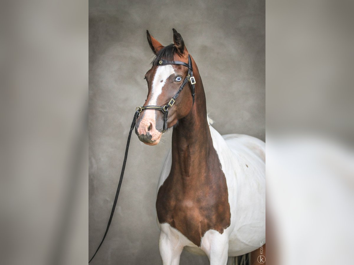 Koń oldenburski Klacz 10 lat 164 cm Tobiano wszelkich maści in Marly-sous-Issy