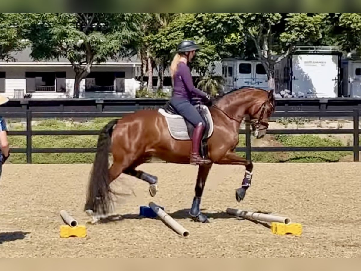 Koń oldenburski Klacz 10 lat 166 cm Ciemnokasztanowata in Münster