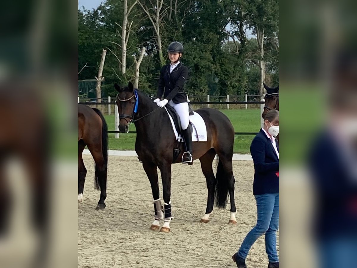 Koń oldenburski Klacz 10 lat 168 cm Gniada in Neuenkirchen-Vörden