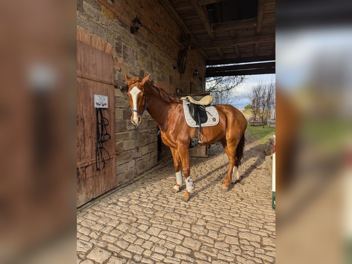 Koń oldenburski Klacz 10 lat 168 cm Kasztanowata in Querfurt