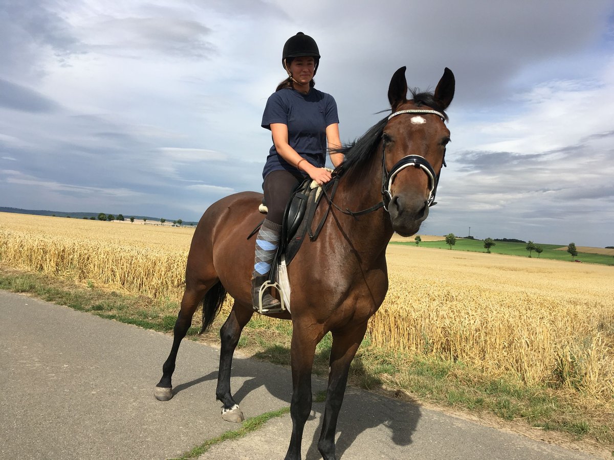 Koń oldenburski Klacz 10 lat 170 cm Gniada in Rohrsheim