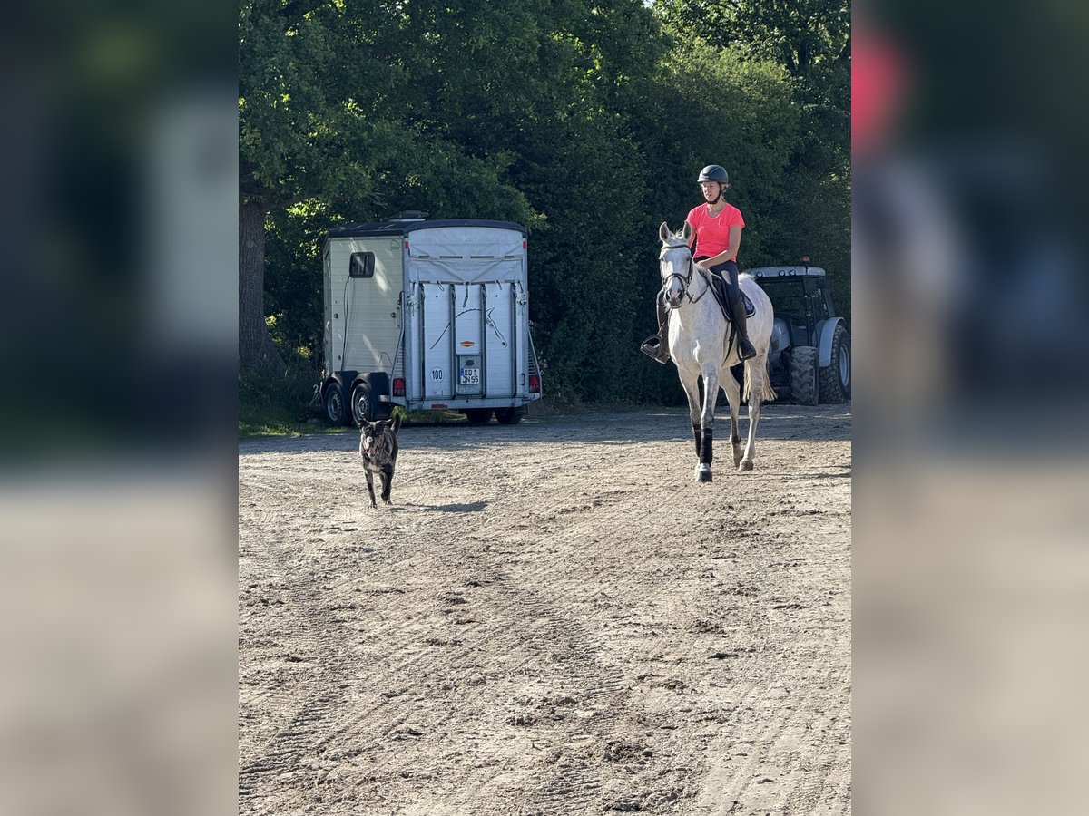 Koń oldenburski Klacz 10 lat 170 cm Siwa in Bovenau