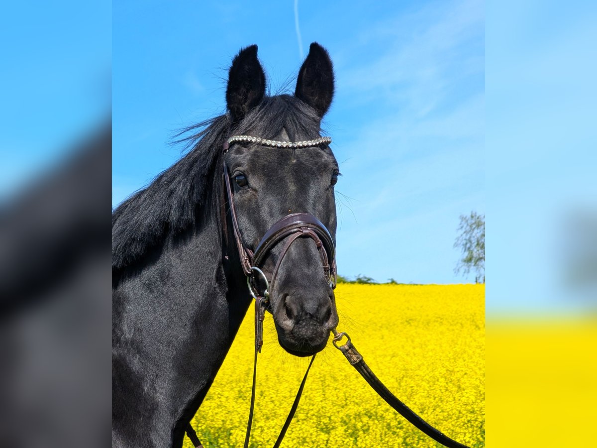 Koń oldenburski Klacz 10 lat 171 cm Kara in Großrinderfeld