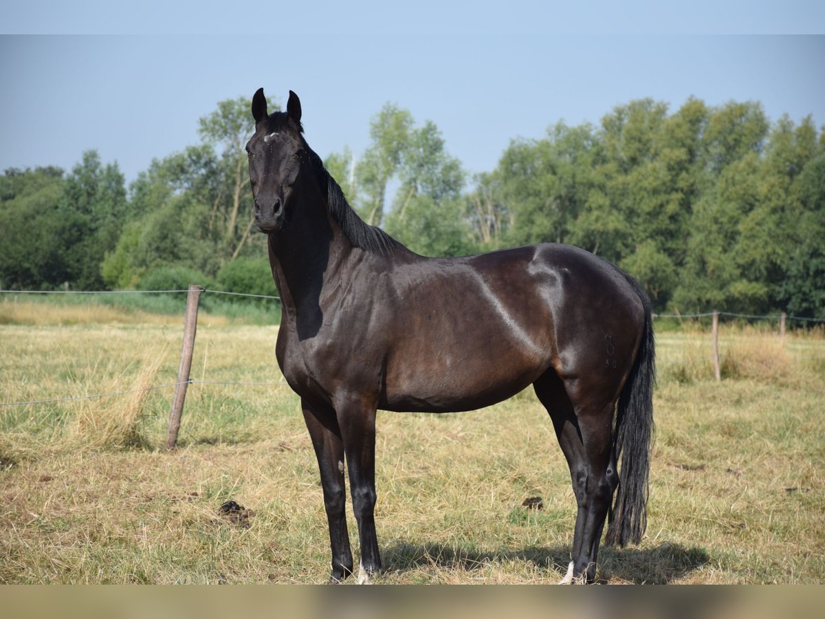 Koń oldenburski Klacz 10 lat 172 cm Ciemnogniada in breendonk