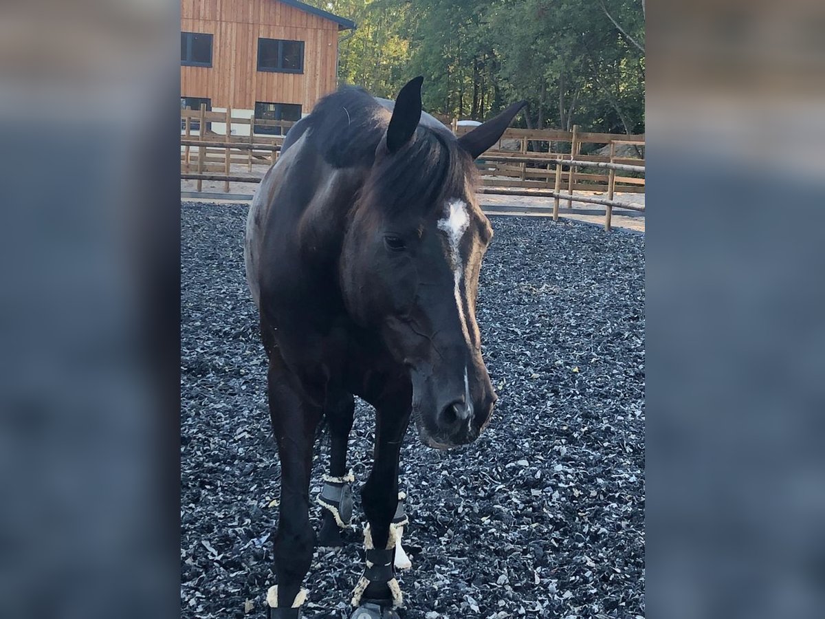 Koń oldenburski Klacz 11 lat 162 cm Kara in Zell