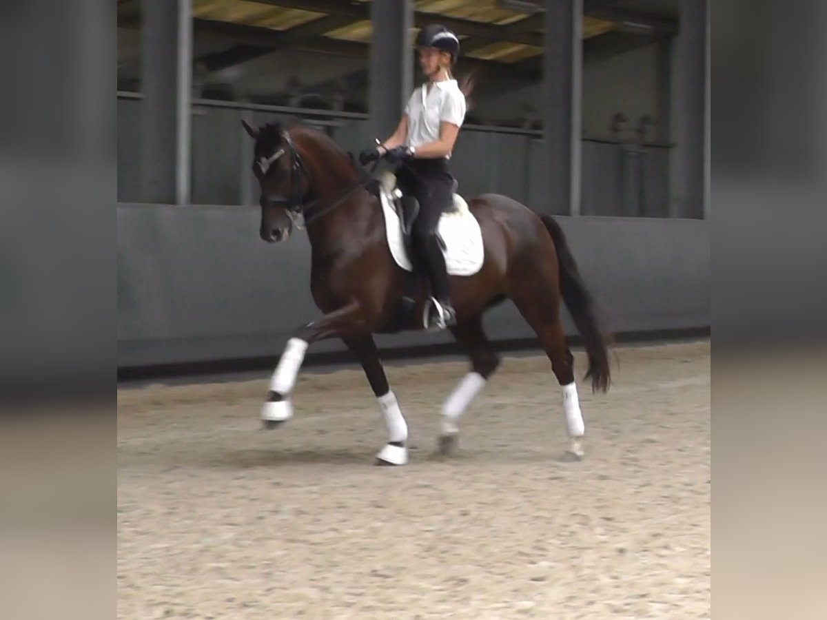 Koń oldenburski Klacz 11 lat 165 cm Ciemnokasztanowata in Harskamp