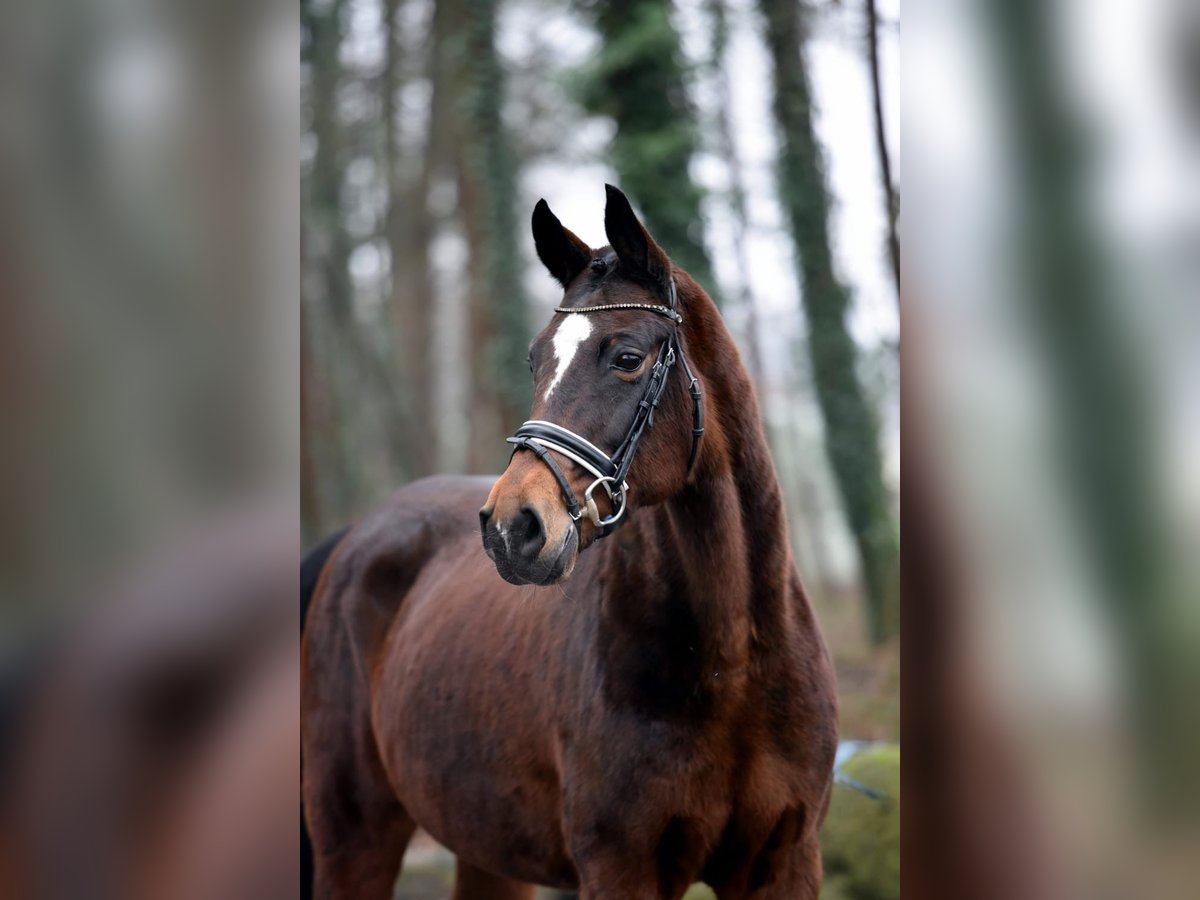 Koń oldenburski Klacz 11 lat 167 cm Gniada in Vechta