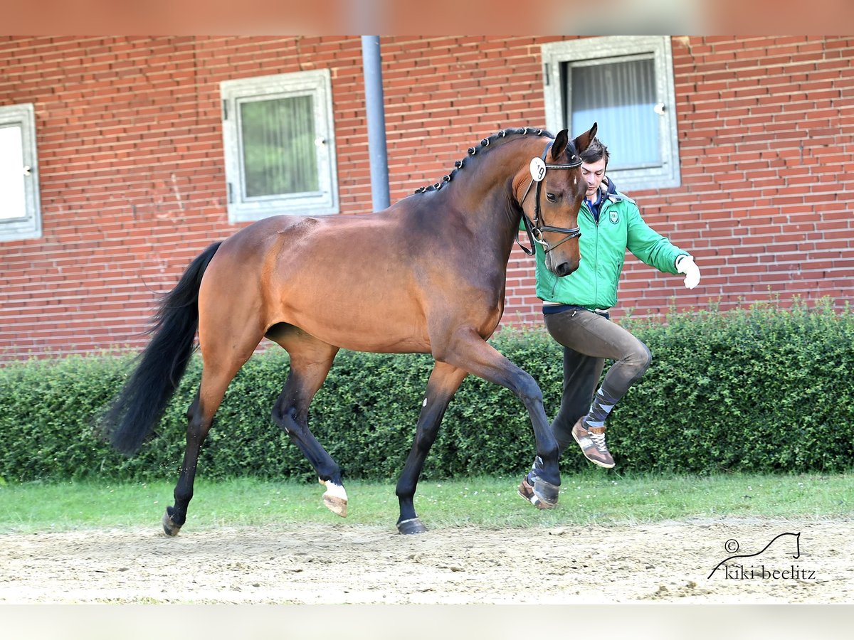 Koń oldenburski Klacz 11 lat 167 cm Gniada in Iserlohn